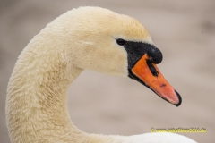 20210430_Schwan_3_3000er_Meta