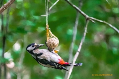 20210519_Buntspecht_1_3000er_Meta