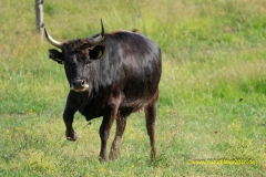 20210621_Panzbruch_Longhorn_7_3000er_Meta
