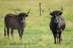 20210621_Panzbruch_Longhorn_9_3000er_Meta