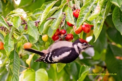 20210626_Buntspecht_kirschbaum_5_meta