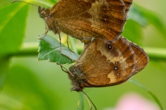20210724_Schmetterling_1_meta
