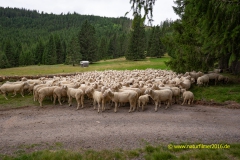 20210819_Zweiseenblick_10_3000er_Meta