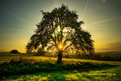20210920_Sonnenuntergang_Baum_Mauergewann_2_3000er_Meta