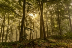 20211008_wald_nebel_1_3000er_Meta