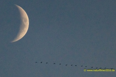 20211010_Wildgaense_Formation_1_3000er_Meta