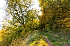 20211024_Kaiserweg_urwald_herbst_1_3000er_Meta