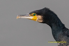 20211108_Kormoran_1_3000er_Meta