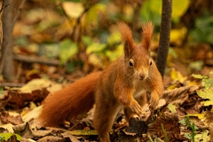 20211110_Eichhoernchen_5_3000er_Meta