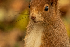 20211110_Eichhoernchen_6_3000er_Meta