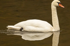 20211118_Schwann_Saar_1_meta