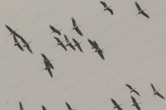 20211122_kranische_1_3000er_Meta_2L-2