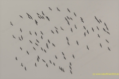 20211122_kranische_1_3000er_Meta_2L