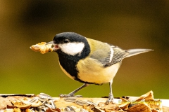 20211213_Meise_2_meta