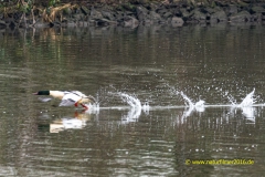 20211223_Gaense_saar_4_3000er_Meta