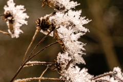 20211223_Raureif_saarufer_4_meta