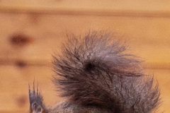 20211226_eichhoernchen_futterhaus_8_meta