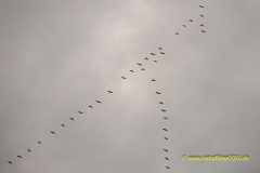 20211227_Kranische_3_3000er_Meta