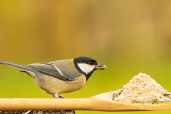 20211227_Meise_Kern_DSC08489_3000er_Meta