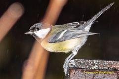 20211229_Meise_regen_1_3000er_Meta