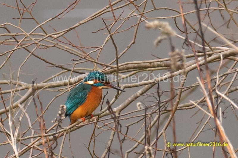 20220113_Eisvogel_1_meta