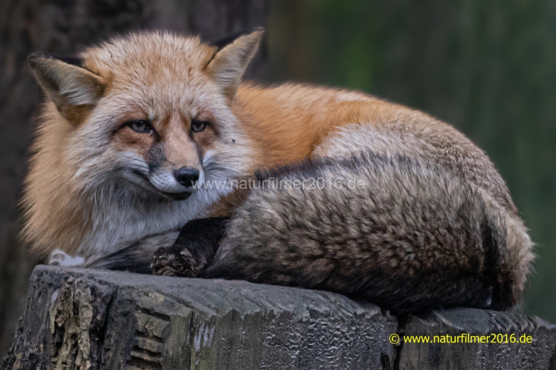 20220116_Rotfuchs_Fa_3_3000er_Meta