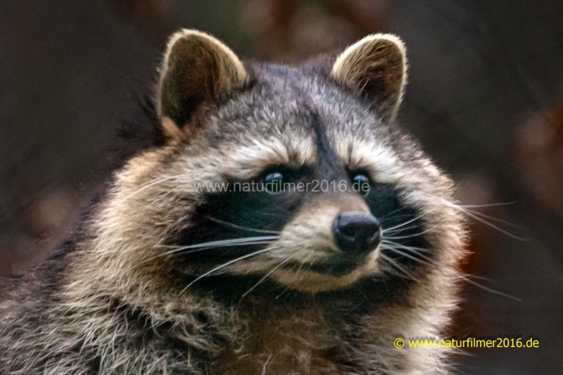 20220116_Waschbaer_Fa_3_meta