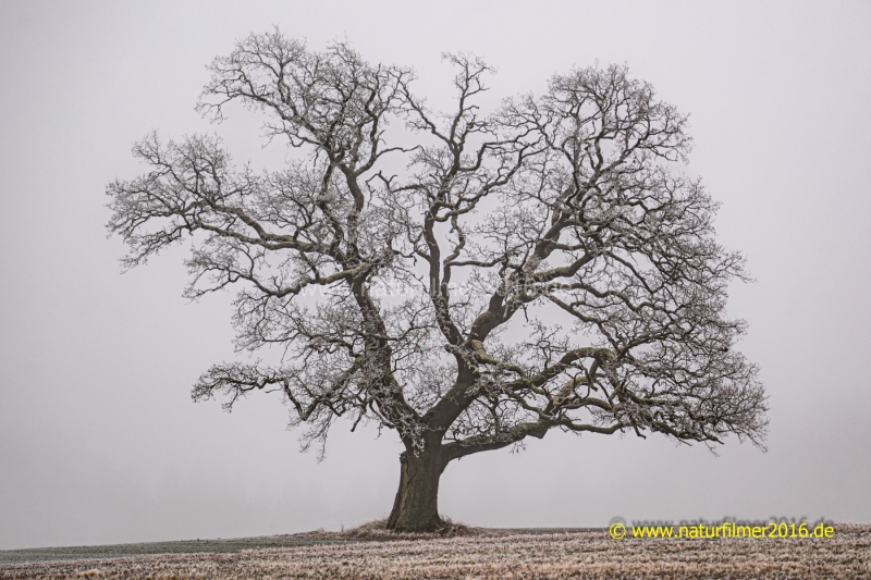 20220126_Hunsrueck_Raureif_11_3000er_Meta