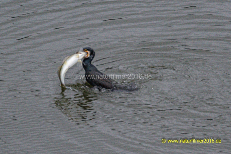 20220204_kormoran_Hamm_02_meta