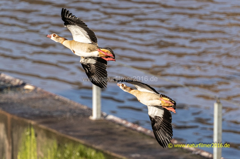 20220211_Nilgans_Hamm_05_meta