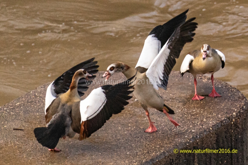 20220211_Nilgans_Hamm_06_3000er_Meta