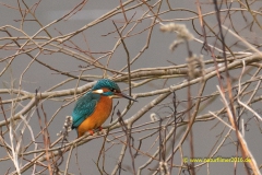 20220113_Eisvogel_1_meta