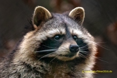 20220116_Waschbaer_Fa_3_meta