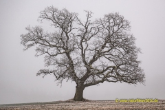 20220126_Hunsrueck_Raureif_11_3000er_Meta