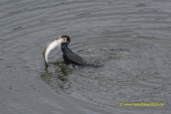20220204_kormoran_Hamm_02_meta