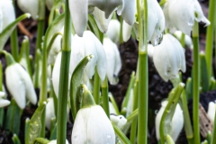 20220207_Schneegloeckchen04_3000er_Meta