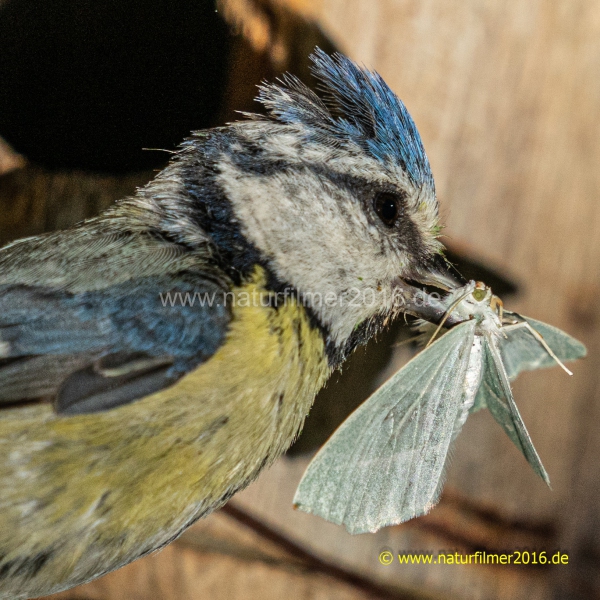 20220526_Blaumeise_fuettert_06_meta