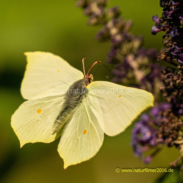 20220702_schmetterling_zitronenfalter_005_meta