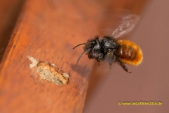 20220413_wildbiene_11_3000er_Meta