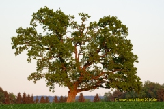 20220509_Baum_Hunsrueck_Edgert_02_3000er_Meta