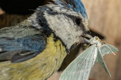 20220526_Blaumeise_fuettert_06_meta