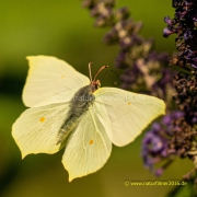 20220702_schmetterling_zitronenfalter_005_3000er_Meta