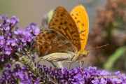 20220727_schmetterling_Kaisermantel_004_3000er_Meta