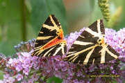 20220728_schmetterling_russischer_Baer_004_3000er_Meta