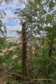 20220827_Taben_urwald_009_3000er_Meta