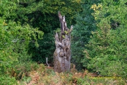 20220827_Taben_urwald_012_3000er_Meta