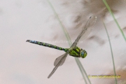 20220907_Libelle_003_meta