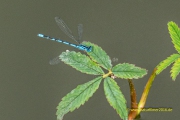20220907_Libelle_006_3000er_Meta