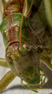 20220912_Heupferd_005_meta