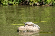 20220915_Wasser-Schildkroete_001_3000er_Meta